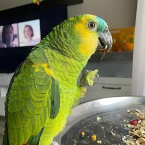 Amazon parrot