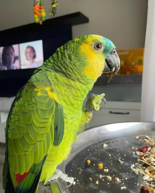Amazon parrot