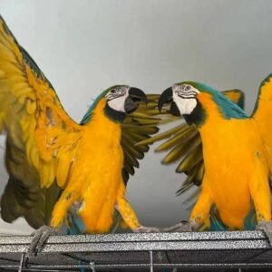 Blue and gold macaw parrot