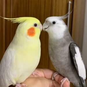 Cockatiel parrot