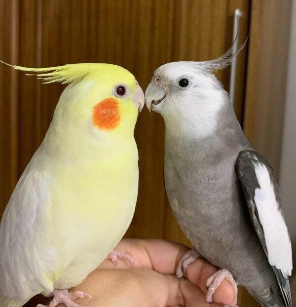 Cockatiel parrot