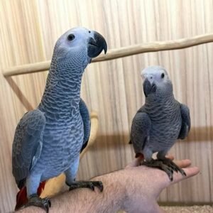 Congo African grey