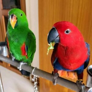 Eclectus parrots