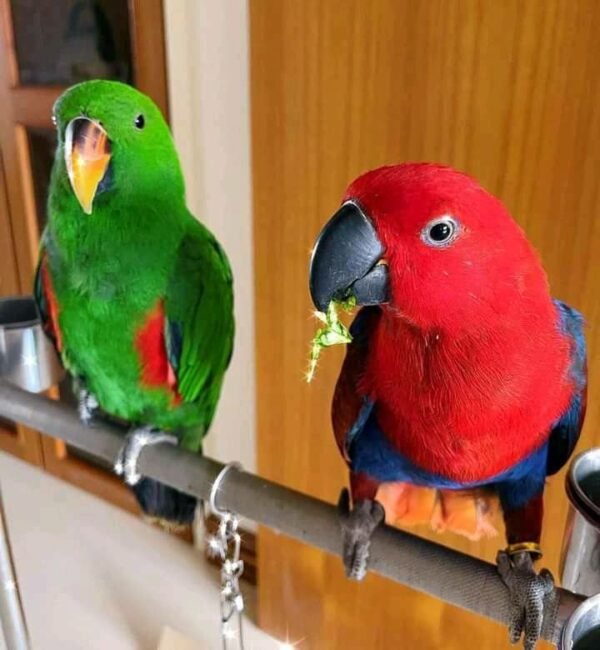 Eclectus parrots