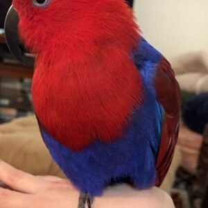 Female Eclectus Parrot