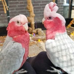 Galah cockatoos/ Rose breasted cockatoos