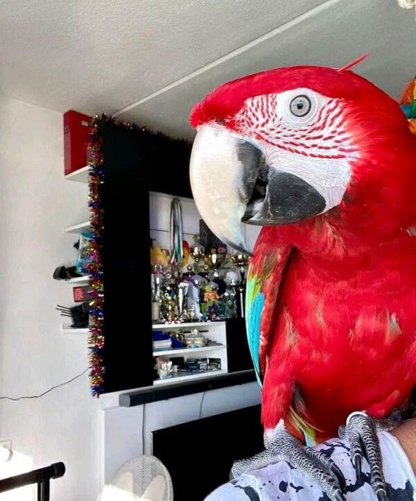 Green- winged macaw