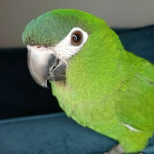 Hanhs macaw