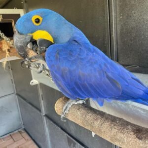 Hyacinth macaw