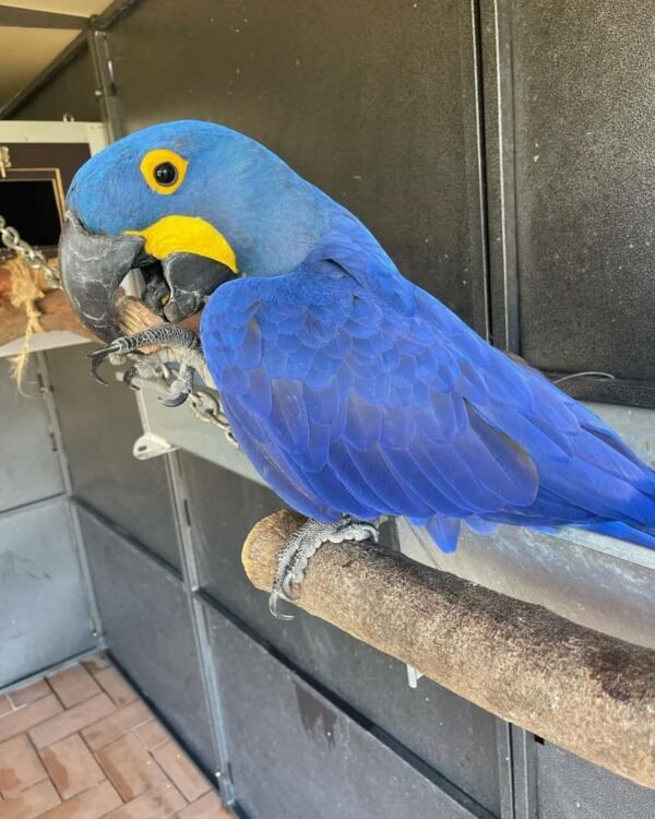 Hyacinth macaw