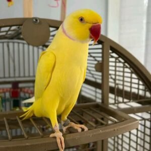 Indian ringneck parrot