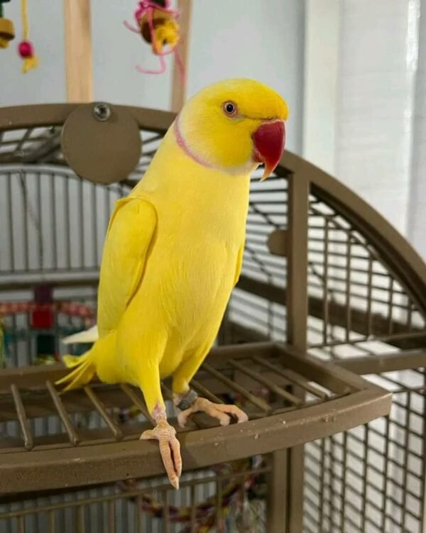 Indian ringneck parrot