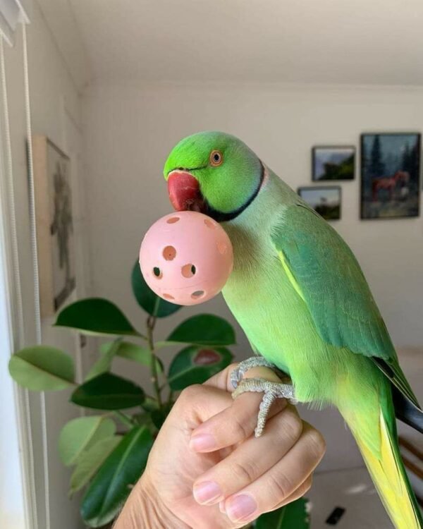 Indian ringneck parrot - Image 2