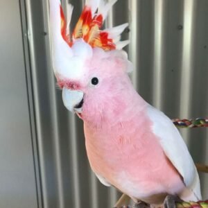Major Mitchell cockatoos