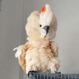 Malucan cockatoos