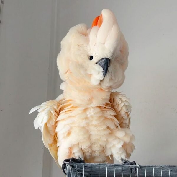 Malucan cockatoos