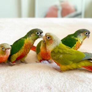 Pianaple conure
