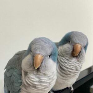 Quaker parrots