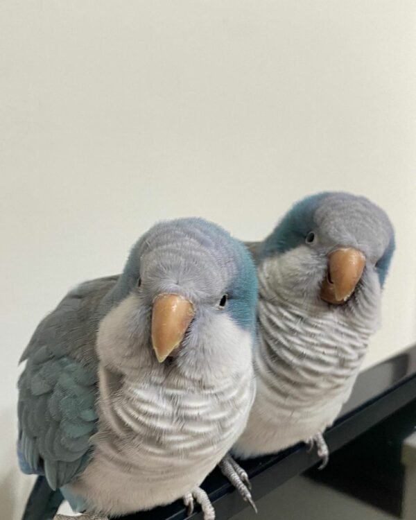 Quaker parrots
