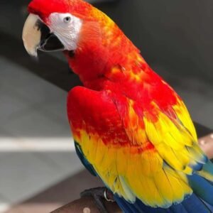 Scarlett macaw