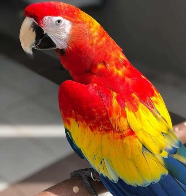 Scarlett macaw