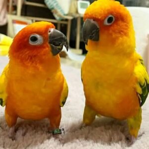 Sun Conure Parrots