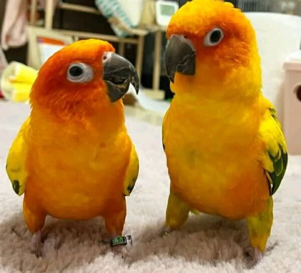 Sun Conure Parrots