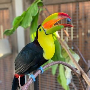 Toucan parrot