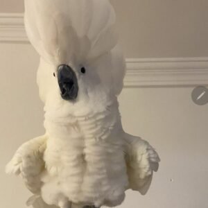Umbrella Cockatoos