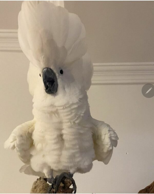 Umbrella Cockatoos